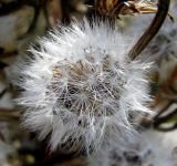 Crepis pannonica