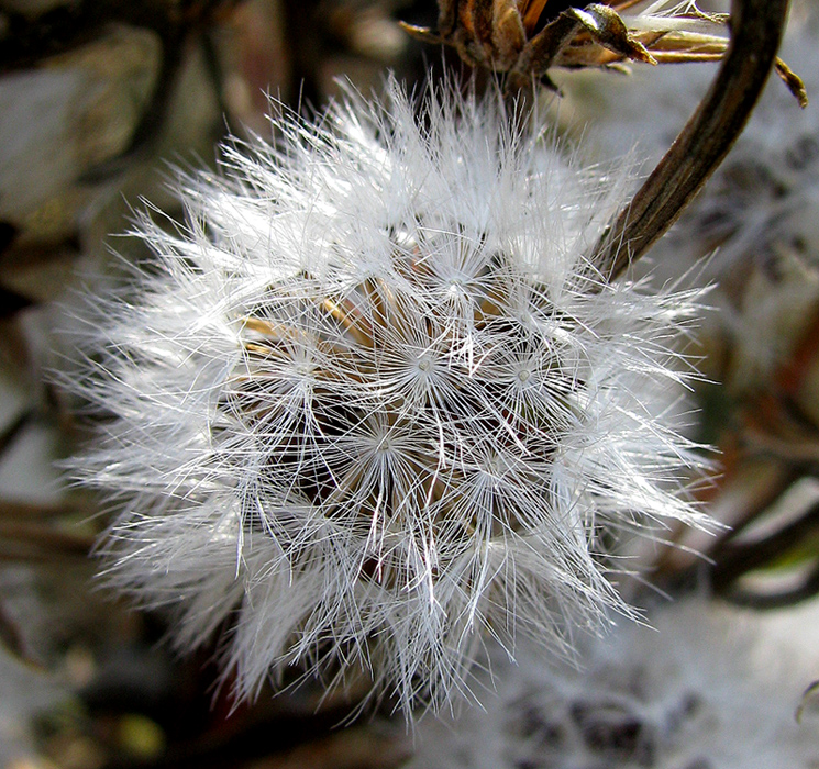 Image of Crepis pannonica specimen.