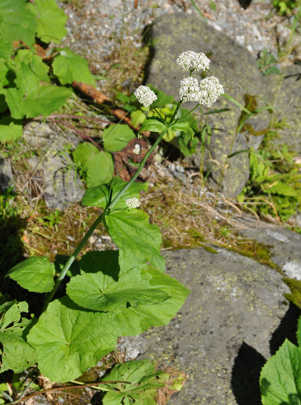 Изображение особи Valeriana alliariifolia.