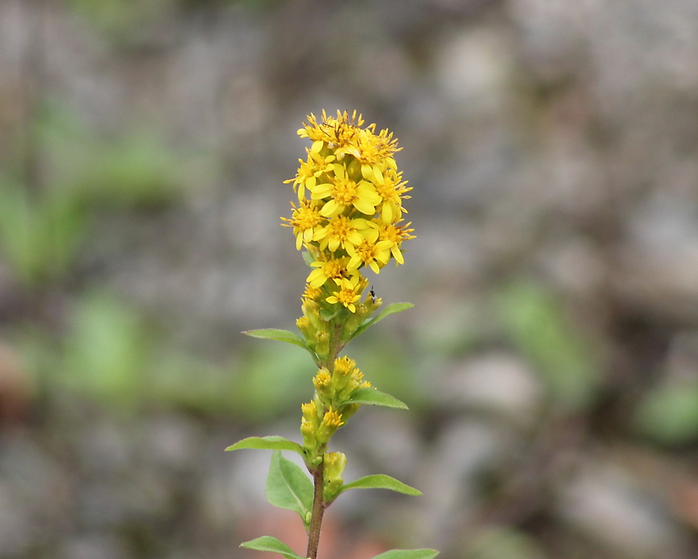 Изображение особи Solidago virgaurea.