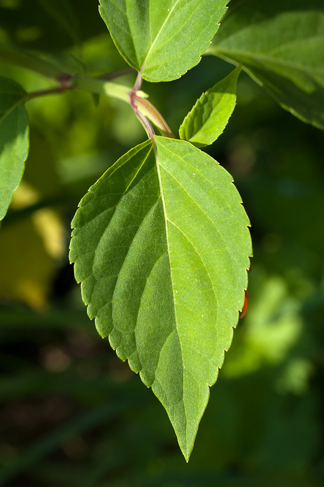 Изображение особи Salvia splendens.