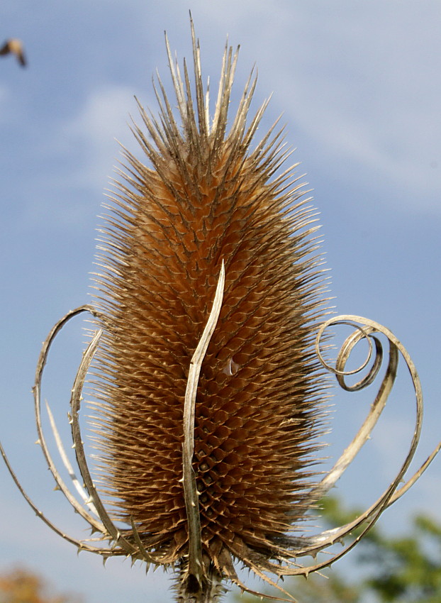 Image of Dipsacus fullonum specimen.