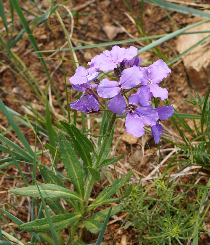 Image of Clausia aprica specimen.