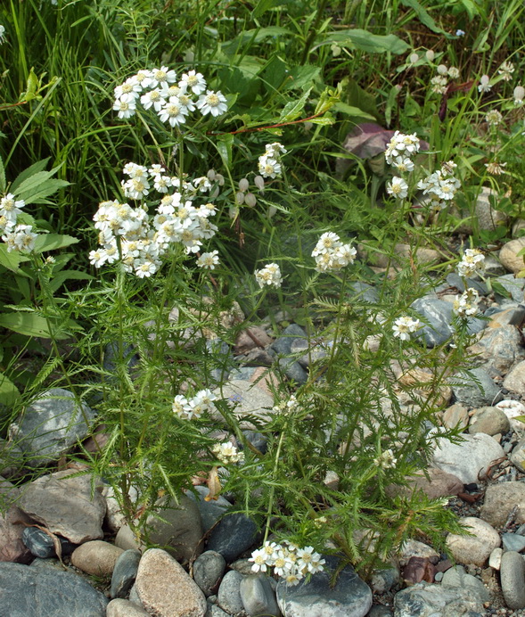 Изображение особи Achillea ledebourii.