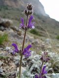 Salvia canescens