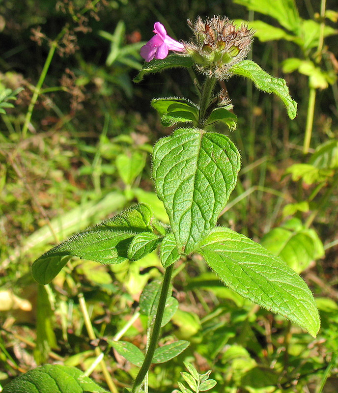 Image of Clinopodium vulgare specimen.