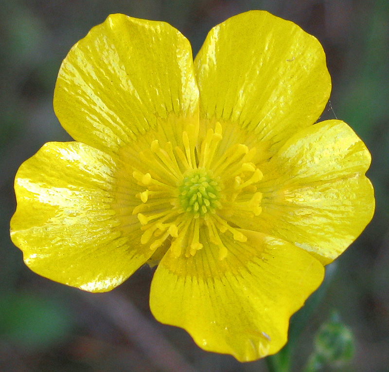 Image of genus Ranunculus specimen.