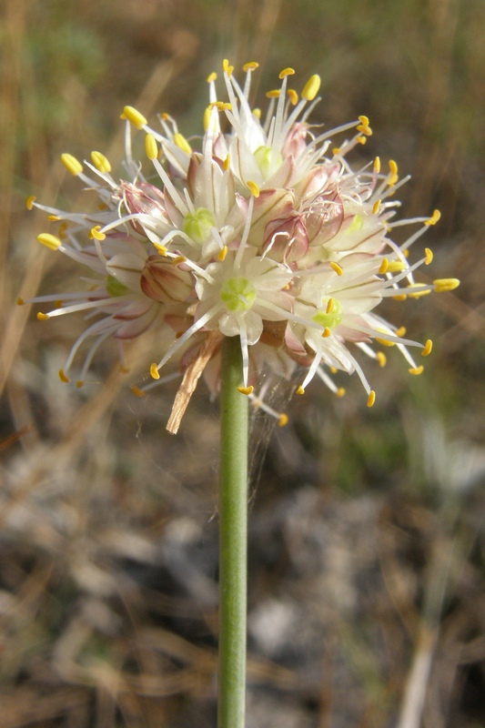 Изображение особи Allium marschallianum.