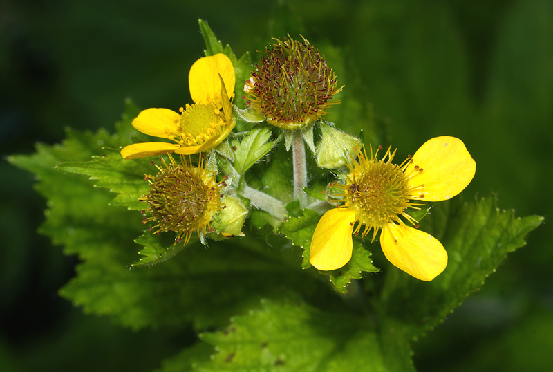 Image of Geum macrophyllum specimen.