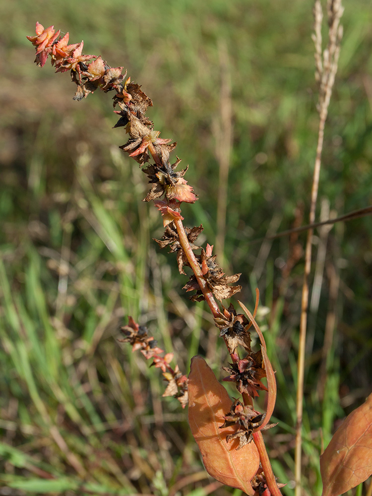 Изображение особи Atriplex glabriuscula.