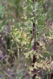 Senecio jacobaea