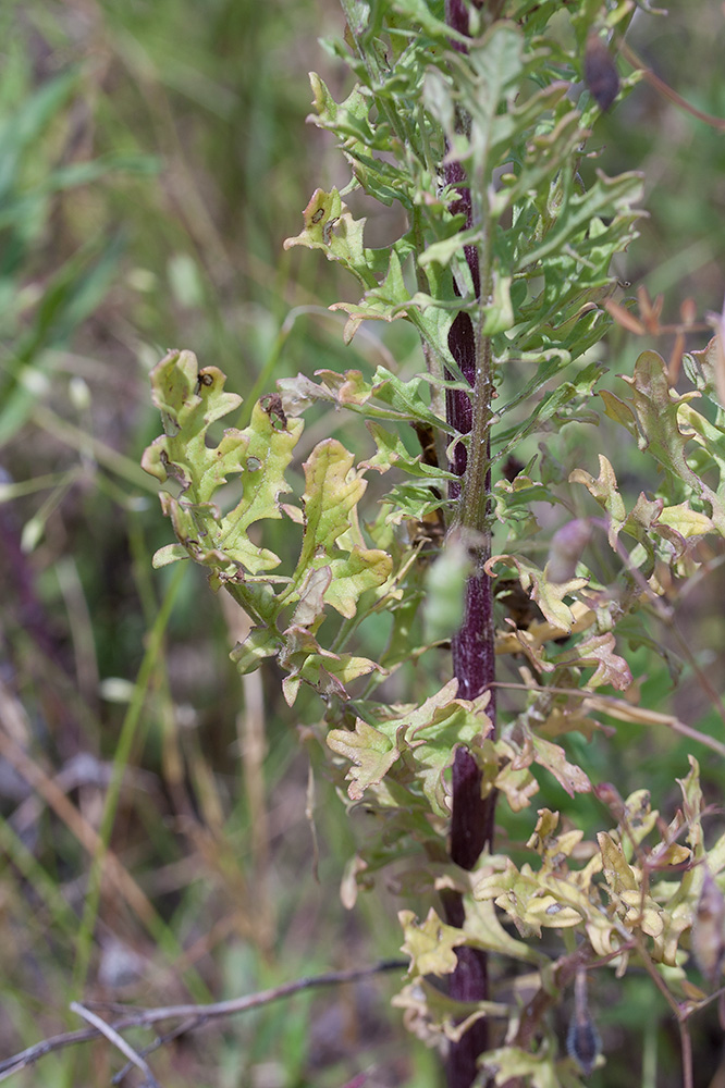 Image of Senecio jacobaea specimen.