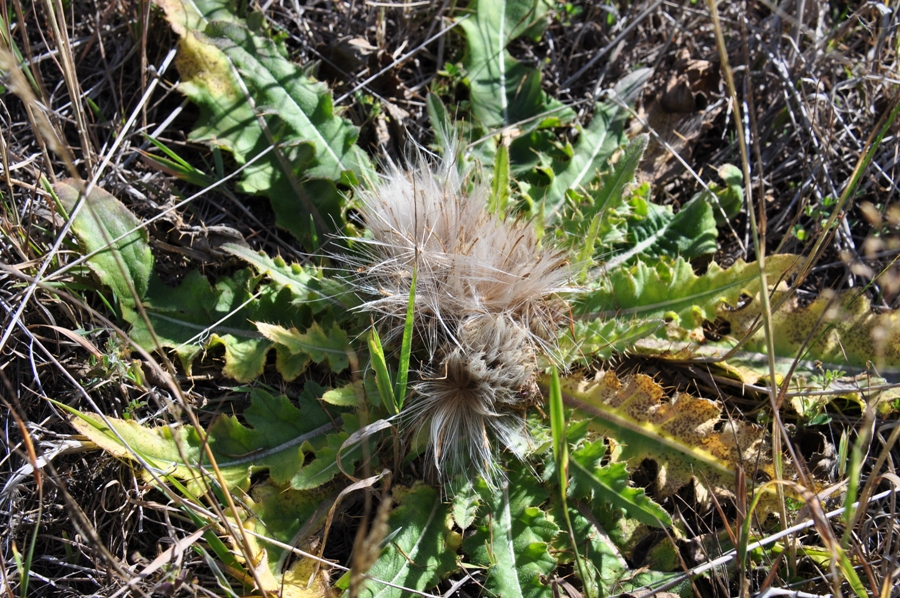 Image of Cirsium esculentum specimen.