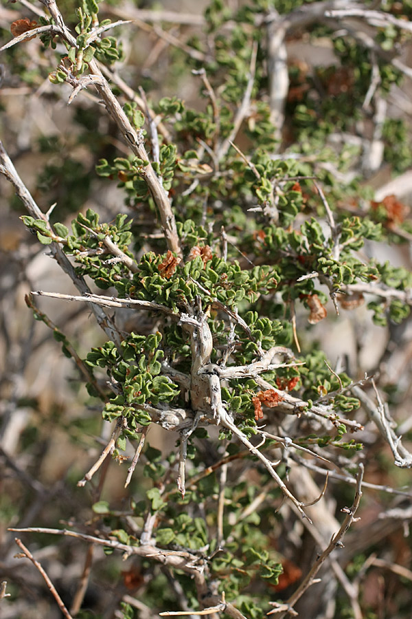 Изображение особи Atraphaxis compacta.