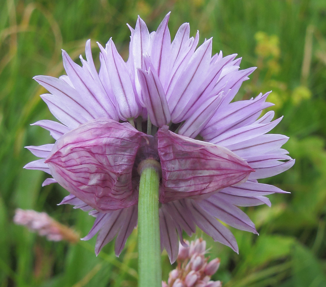 Image of Allium schoenoprasum specimen.