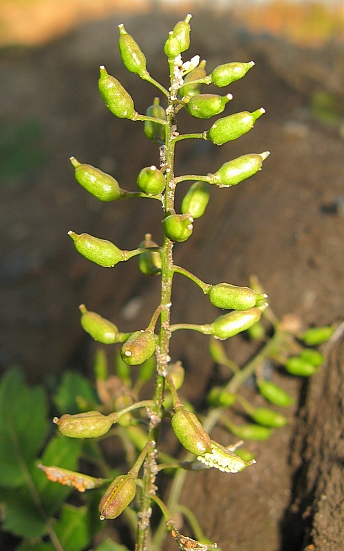 Image of Rorippa palustris specimen.