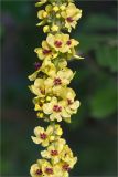 Verbascum nigrum. Часть соцветия. Ленинградская обл., Волосовский р-н, окр. дер. Редкино, высокотравный берег р. Луга в месте слияния с р. Вруда. 12.07.2015.