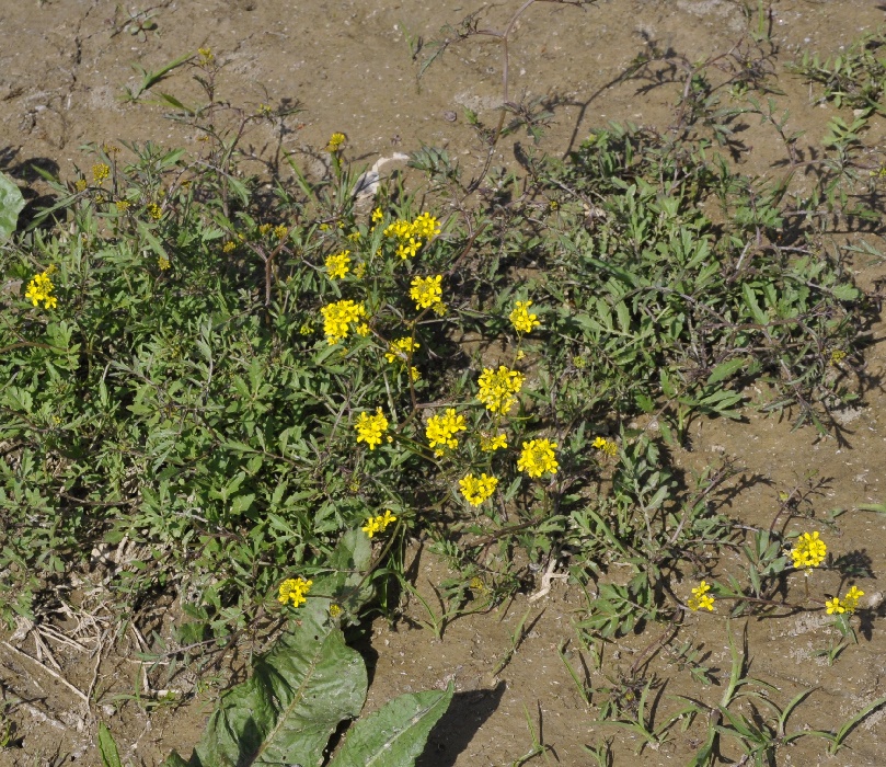 Image of genus Rorippa specimen.