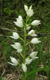 Cephalanthera longifolia. Соцветие. Крым, Бахчисарайский р-н, гора Бакла, разреженный дубовый лес. 1 мая 2016 г.