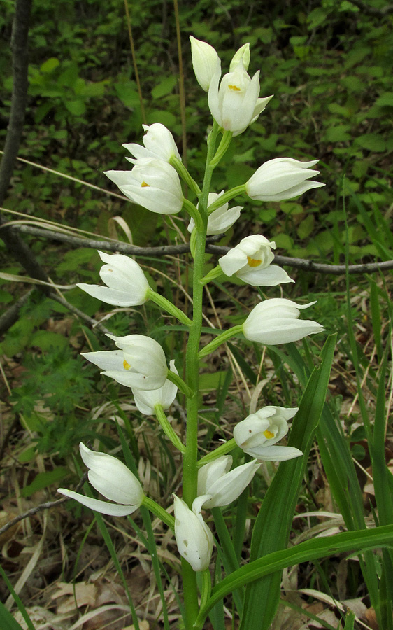 Image of Cephalanthera longifolia specimen.