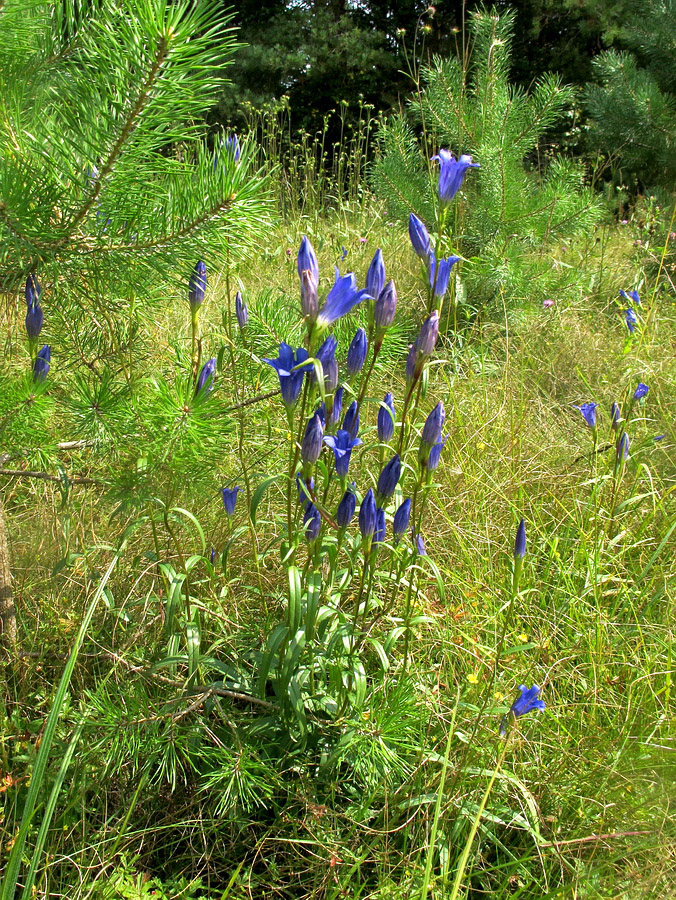 Image of Gentiana pneumonanthe specimen.