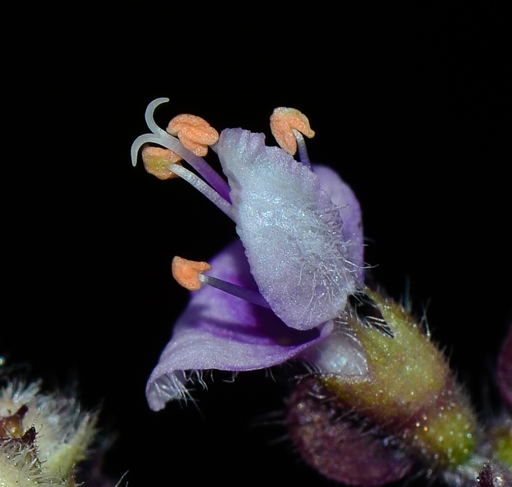 Image of genus Ocimum specimen.