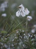 Eriophorum angustifolium. Верхушка побега с соплодиями (внизу - Trichophorum alpinum). Кировская обл., Кирово-Чепецкий р-н, на выработанных торфяниках. 02.06.2016.