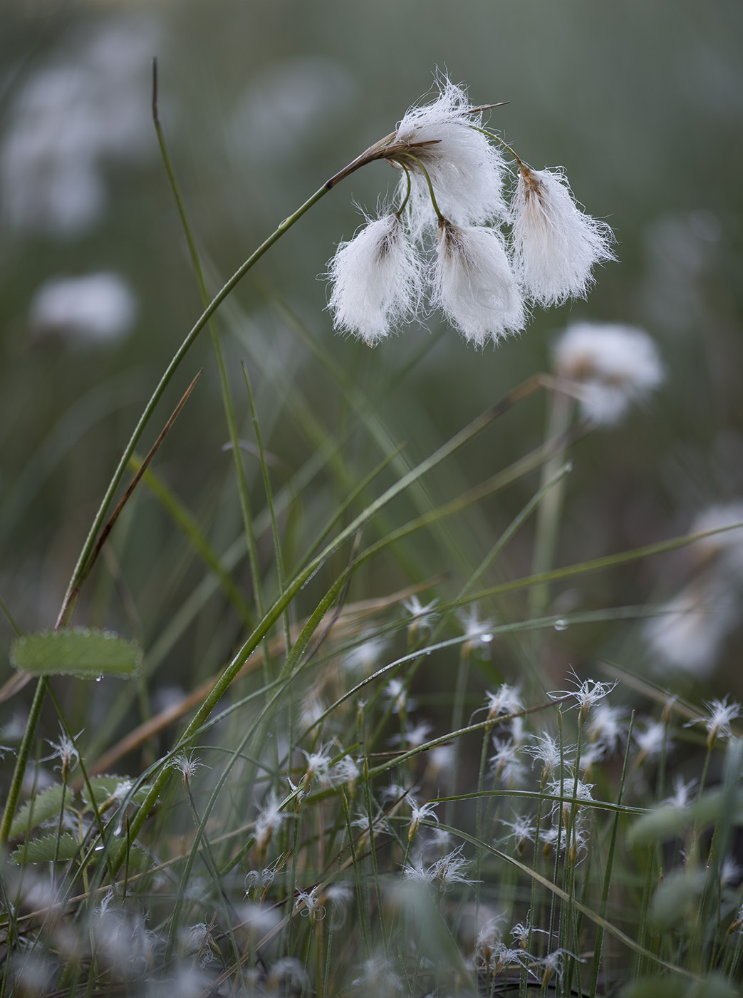 Image of Eriophorum angustifolium specimen.