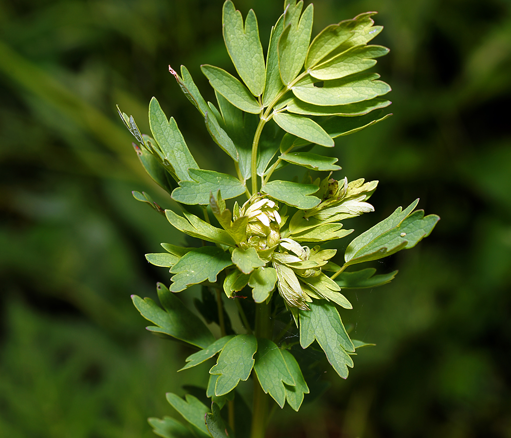 Image of Thalictrum simplex specimen.