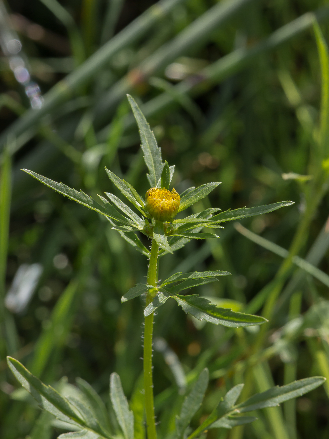 Image of Bidens tripartita specimen.