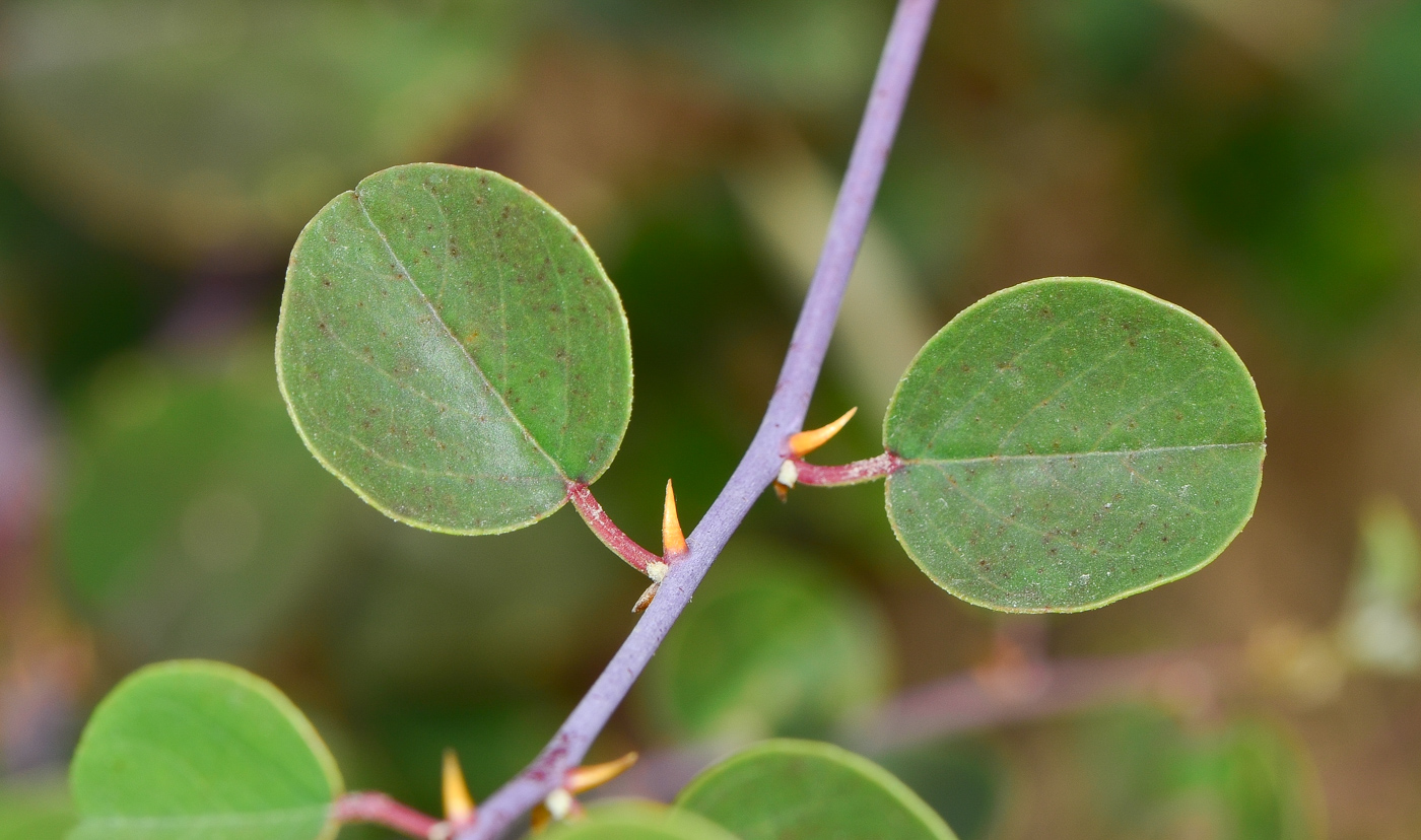 Изображение особи Capparis zoharyi.