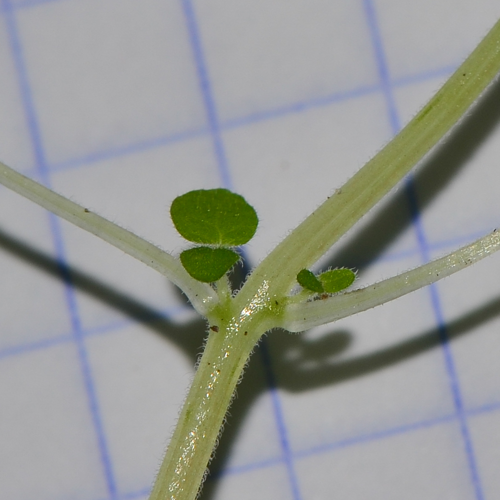 Image of Parietaria lusitanica specimen.