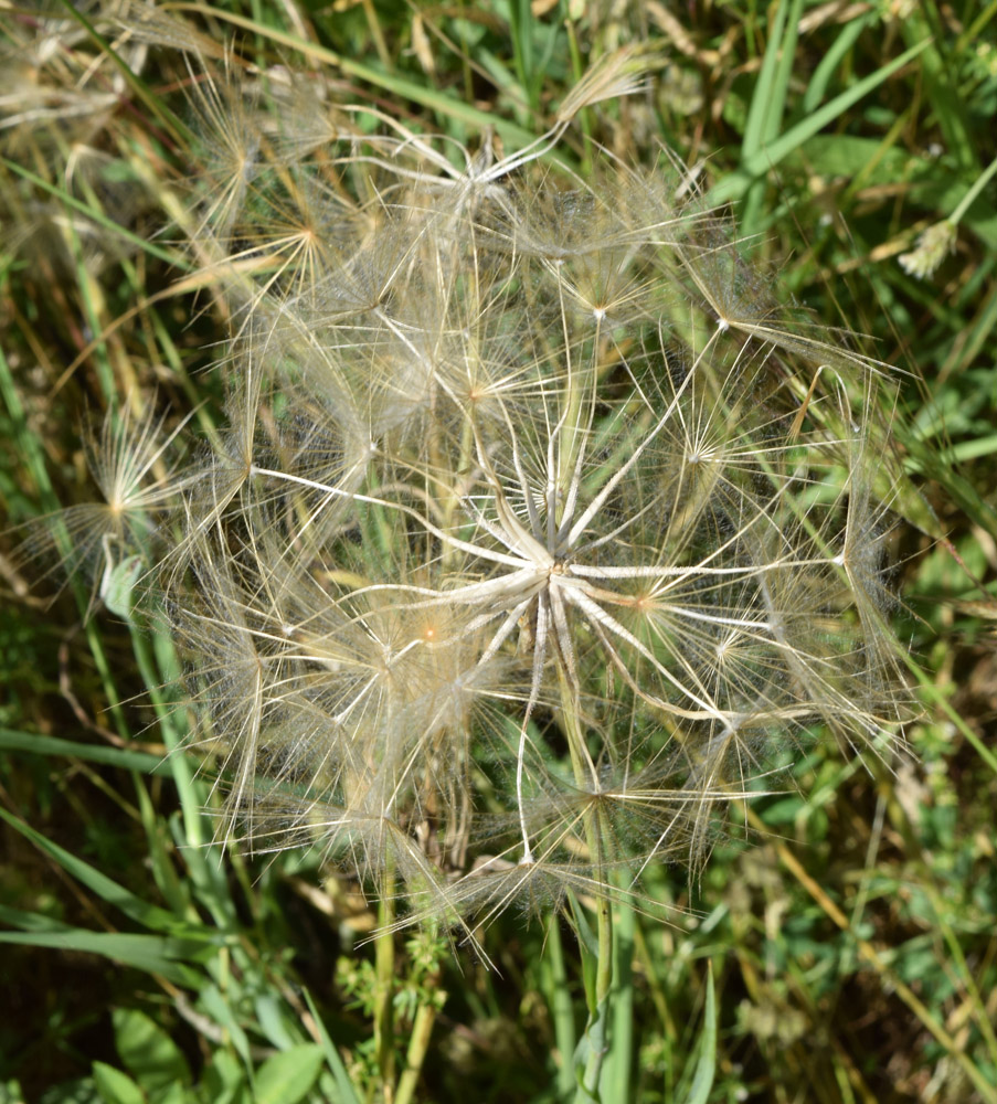 Изображение особи род Tragopogon.