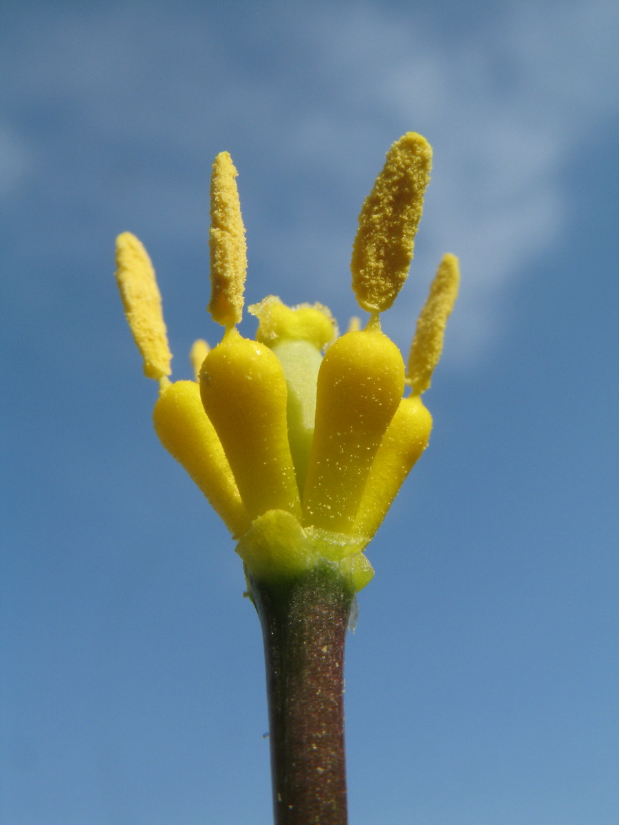 Image of Tulipa corynestemon specimen.