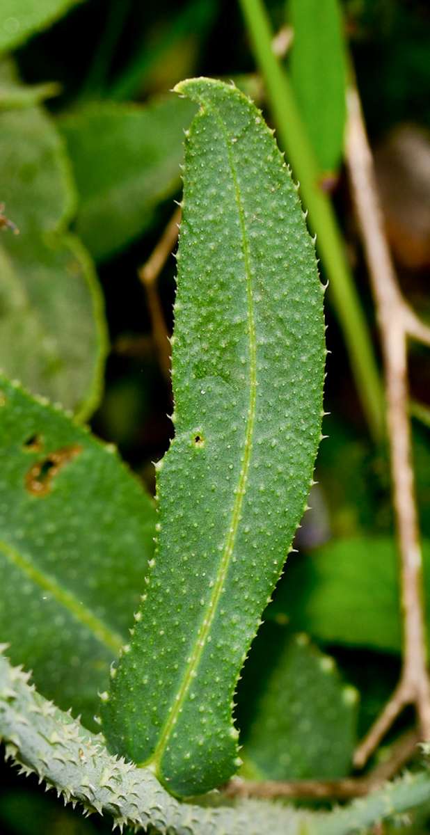 Image of Anchusa strigosa specimen.