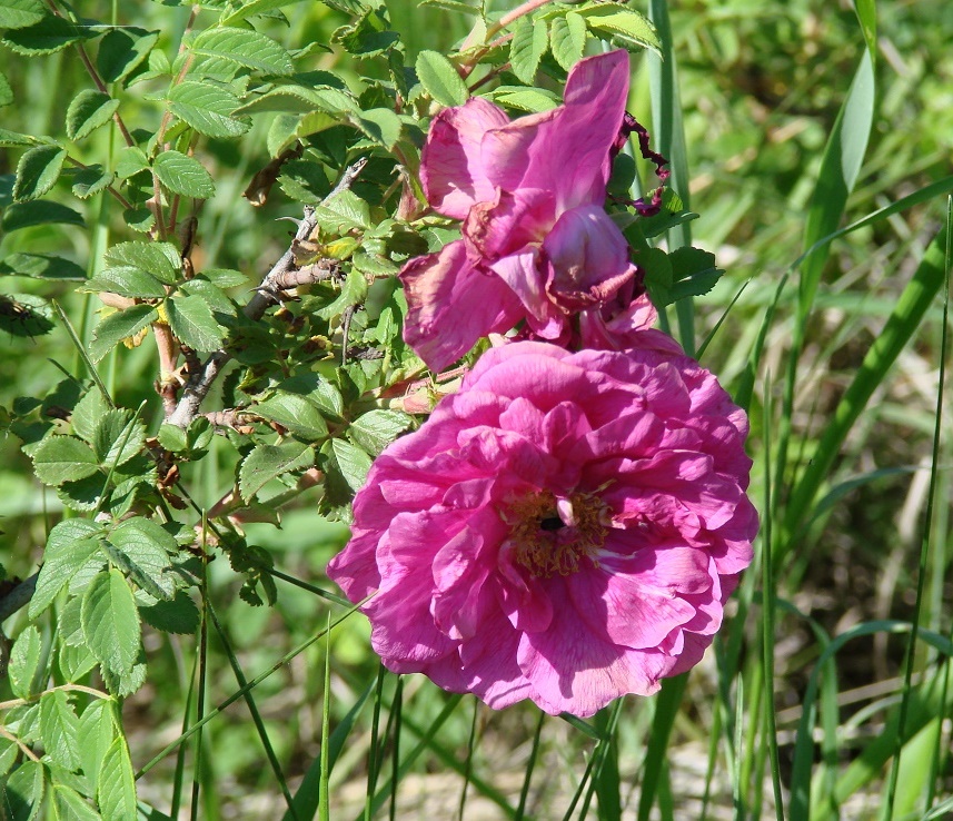 Image of Rosa rugosa specimen.