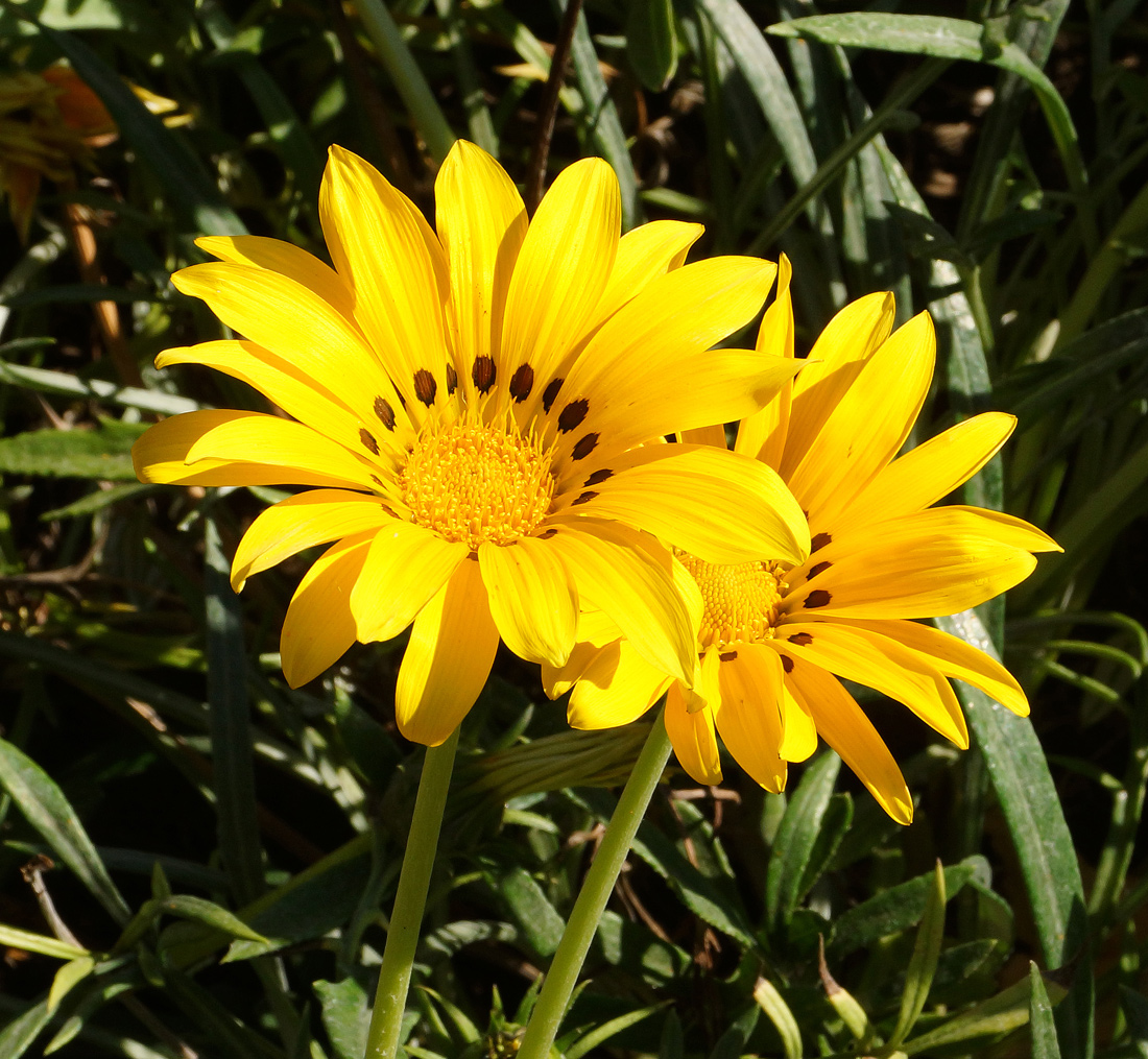 Изображение особи Gazania rigens.