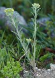 Alyssum alyssoides