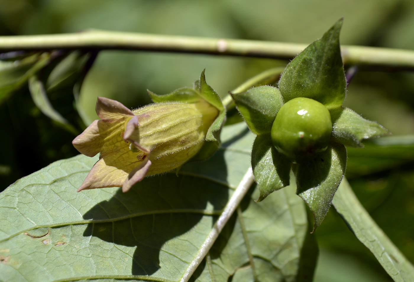 Белена семейство. Красавка Кавказская Atropa Caucasica. Белладонна Кавказская. Красавка Комарова. Красавка заостренная.