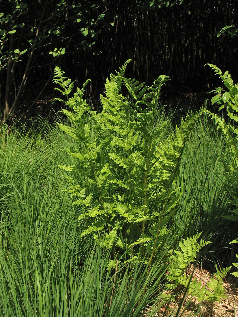 Image of Dryopteris carthusiana specimen.