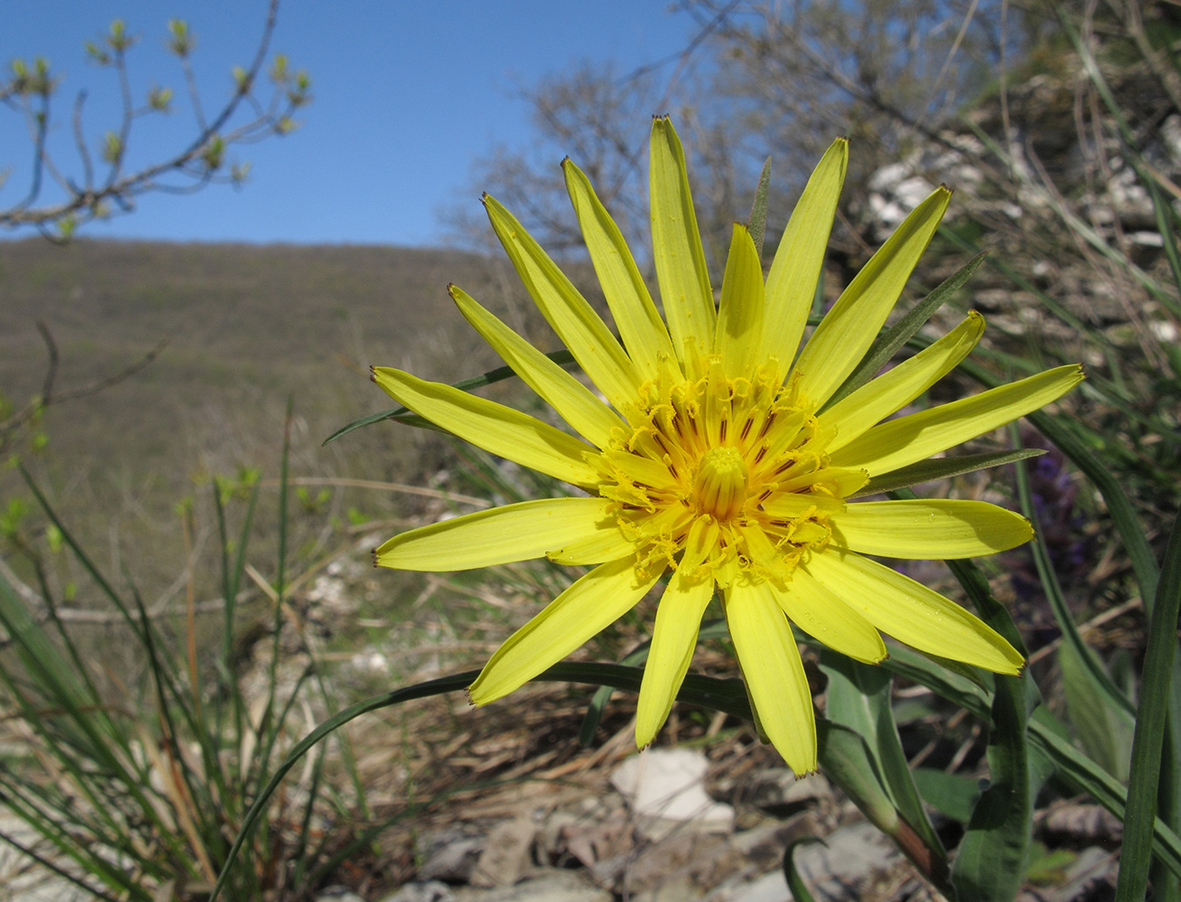 Image of genus Tragopogon specimen.