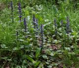 Ajuga reptans