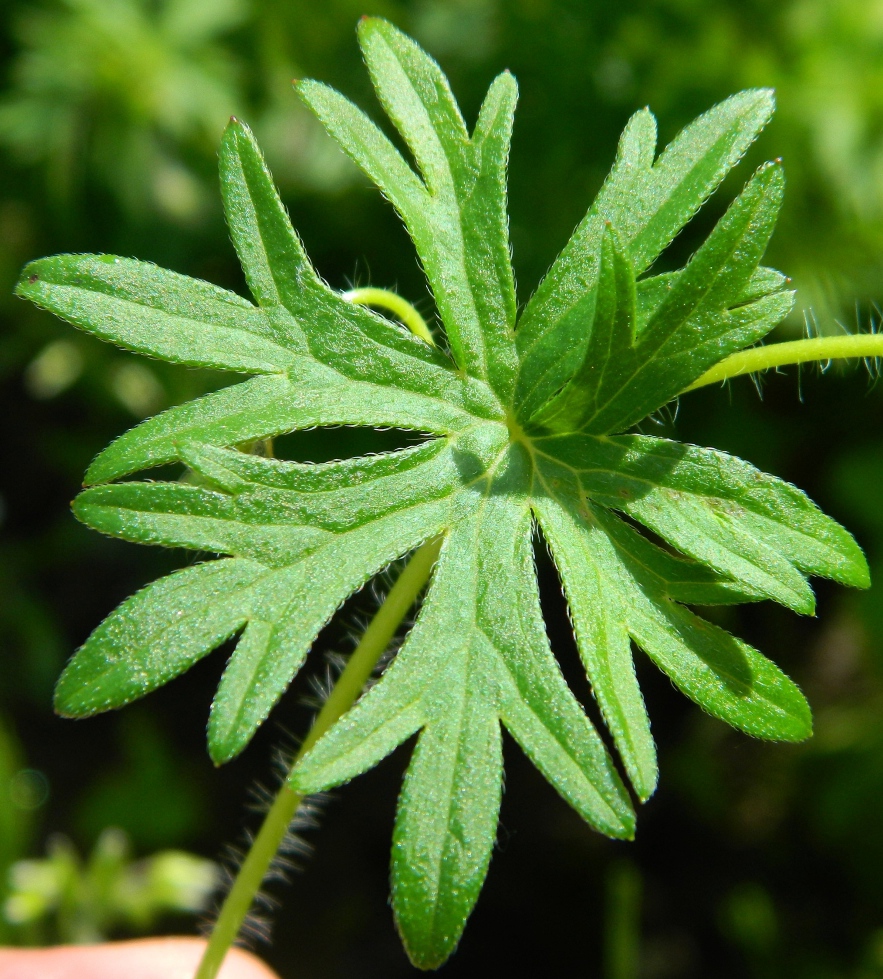 Изображение особи Geranium sanguineum.