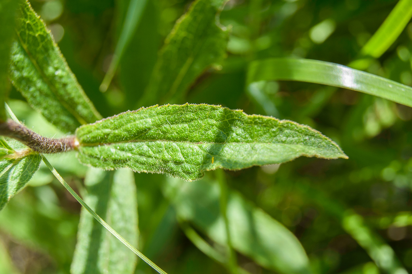 Image of Inula hirta specimen.