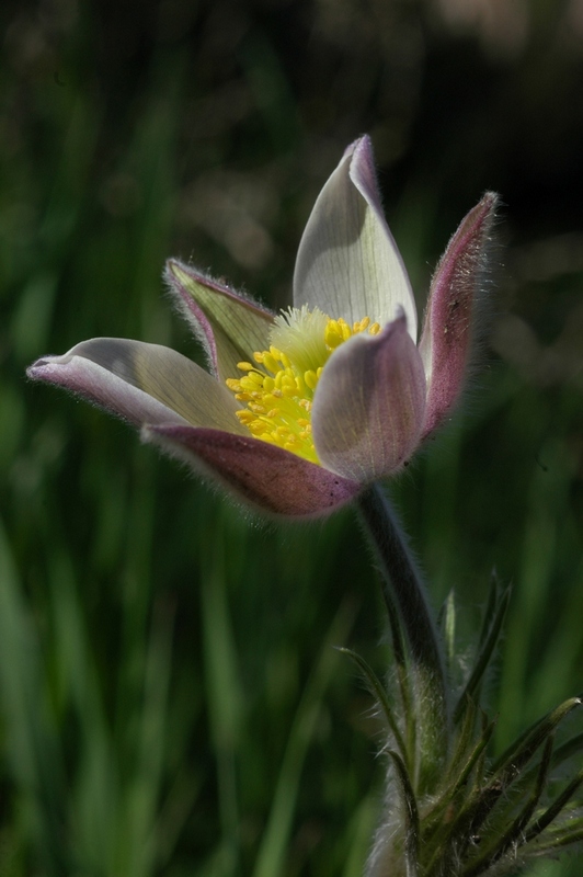 Image of Pulsatilla multifida specimen.