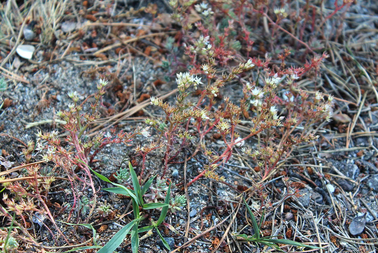 Image of Sedum pallidum specimen.