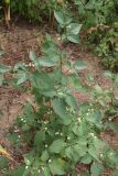 Solanum nigrum