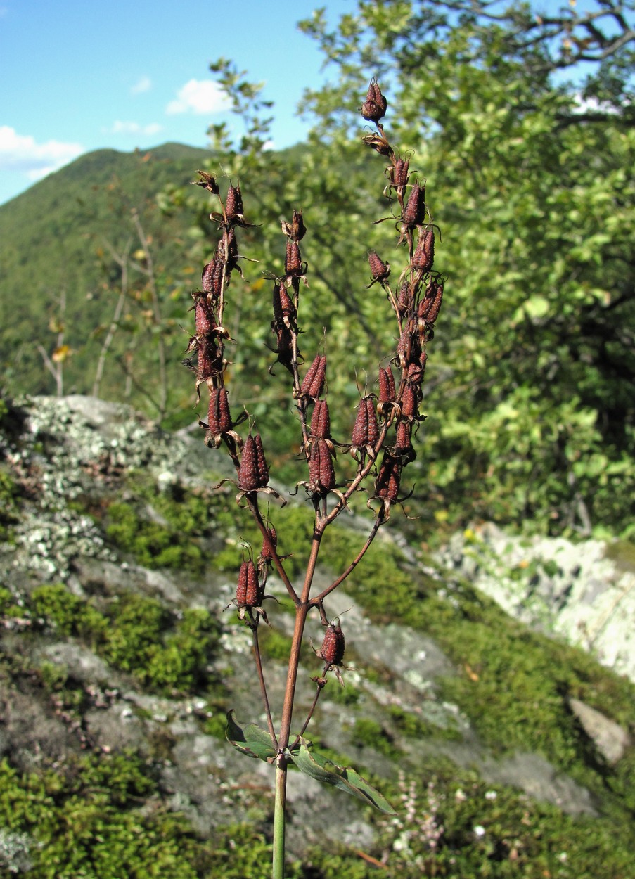 Изображение особи Hypericum maleevii.