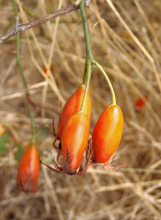 Image of genus Rosa specimen.