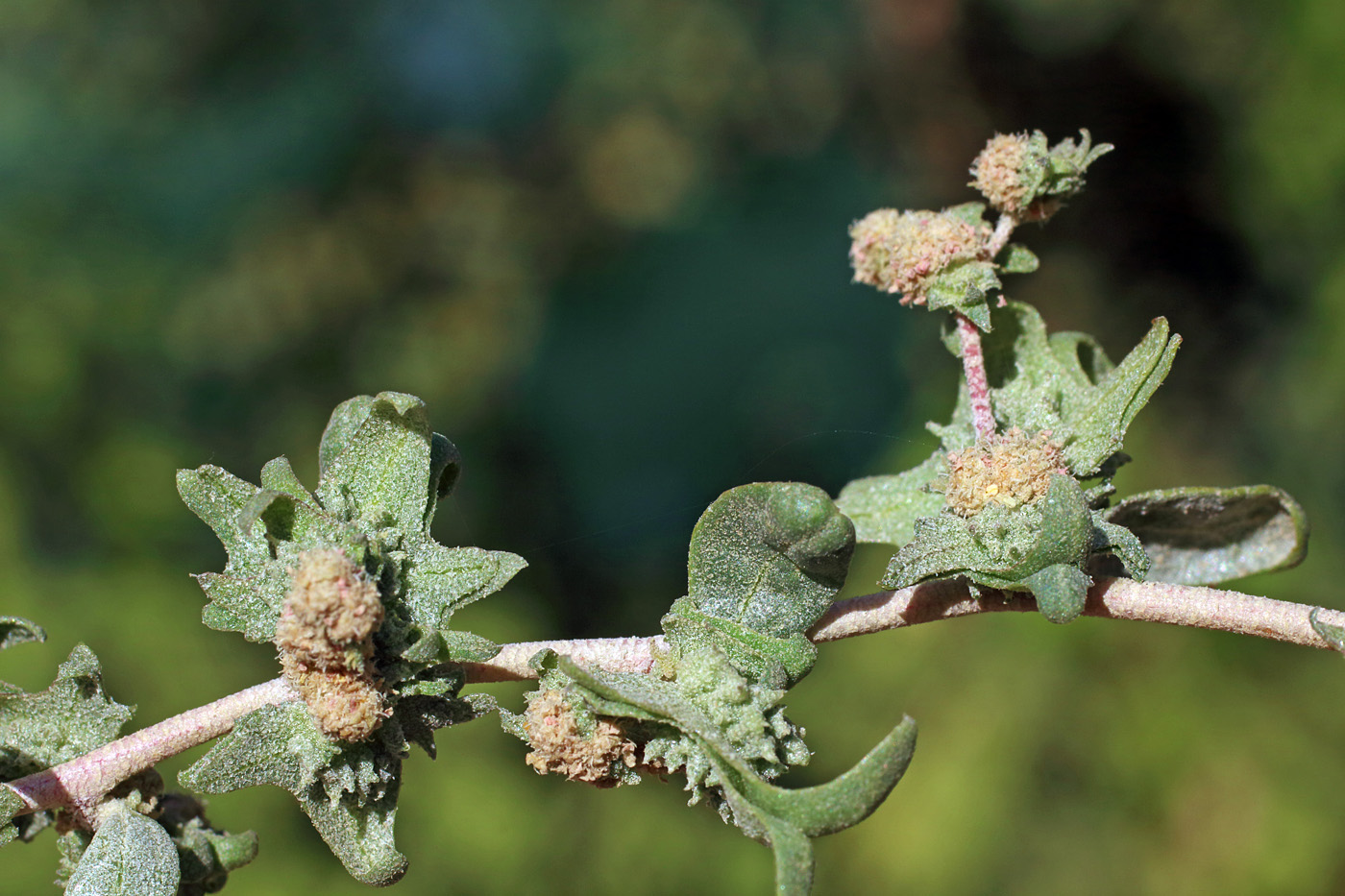 Изображение особи Atriplex ornata.